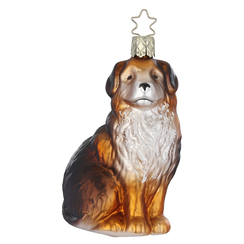 Berner-Sennenhund, 10.5 cm
