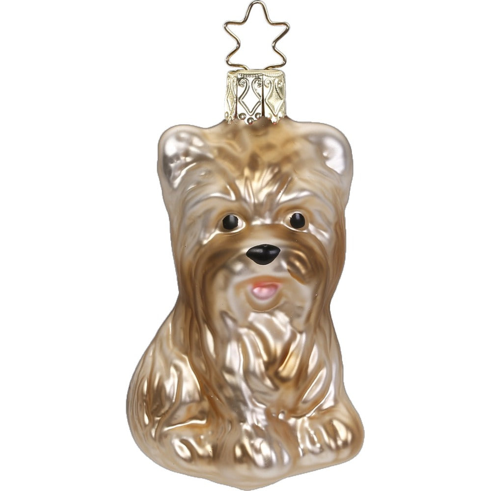 Yorkshire Terrier, 7.5 cm