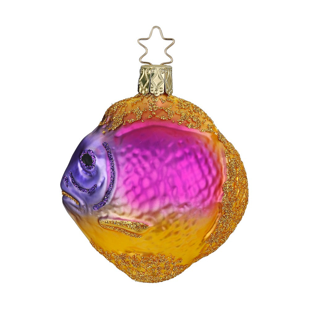 Royal Gramma, 3.2''