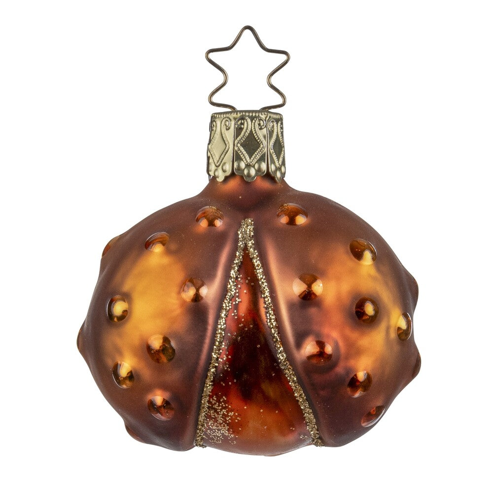 Forest Chestnut, 2''