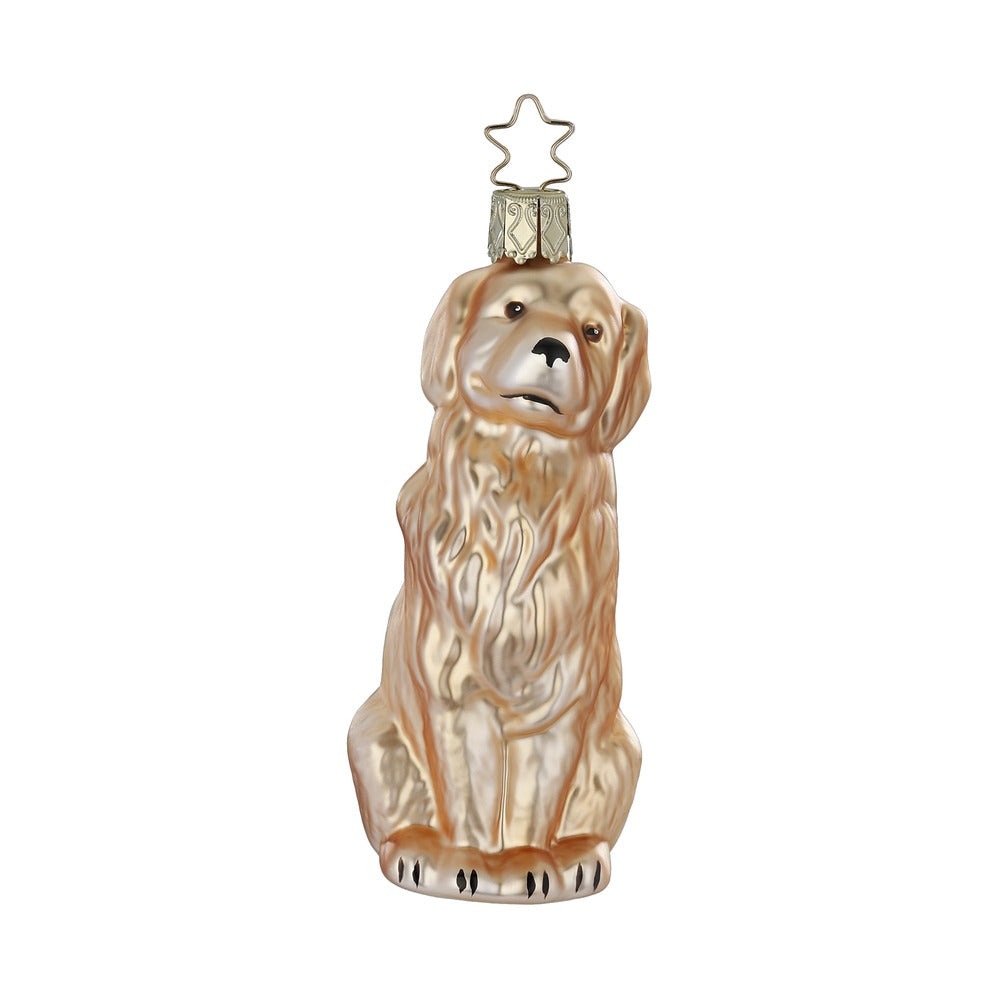 Golden Retriever, 10.5 cm